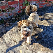 Bubba is registered to the contest to win money with this photo: dog, small_dog, fluffy, curly_tail, stone, brick_wall, outdoor, sunlight, shadow, grass, plants, sidewalk, pet, animal, mischievous, curious, face, ears, fur, nature
