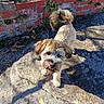 dog, small_dog, fluffy, curly_tail, stone, brick_wall, outdoor, sunlight, shadow, grass, plants, sidewalk, pet, animal, mischievous, curious, face, ears, fur, nature