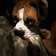 Clyde is registered to the contest to win money with this photo: dog, boxer, close_up, pet, animal, resting, blanket, brown, white, fur, portrait, indoor, expression, wrinkles, paw, nose, ears, sleepy, quiet, calm