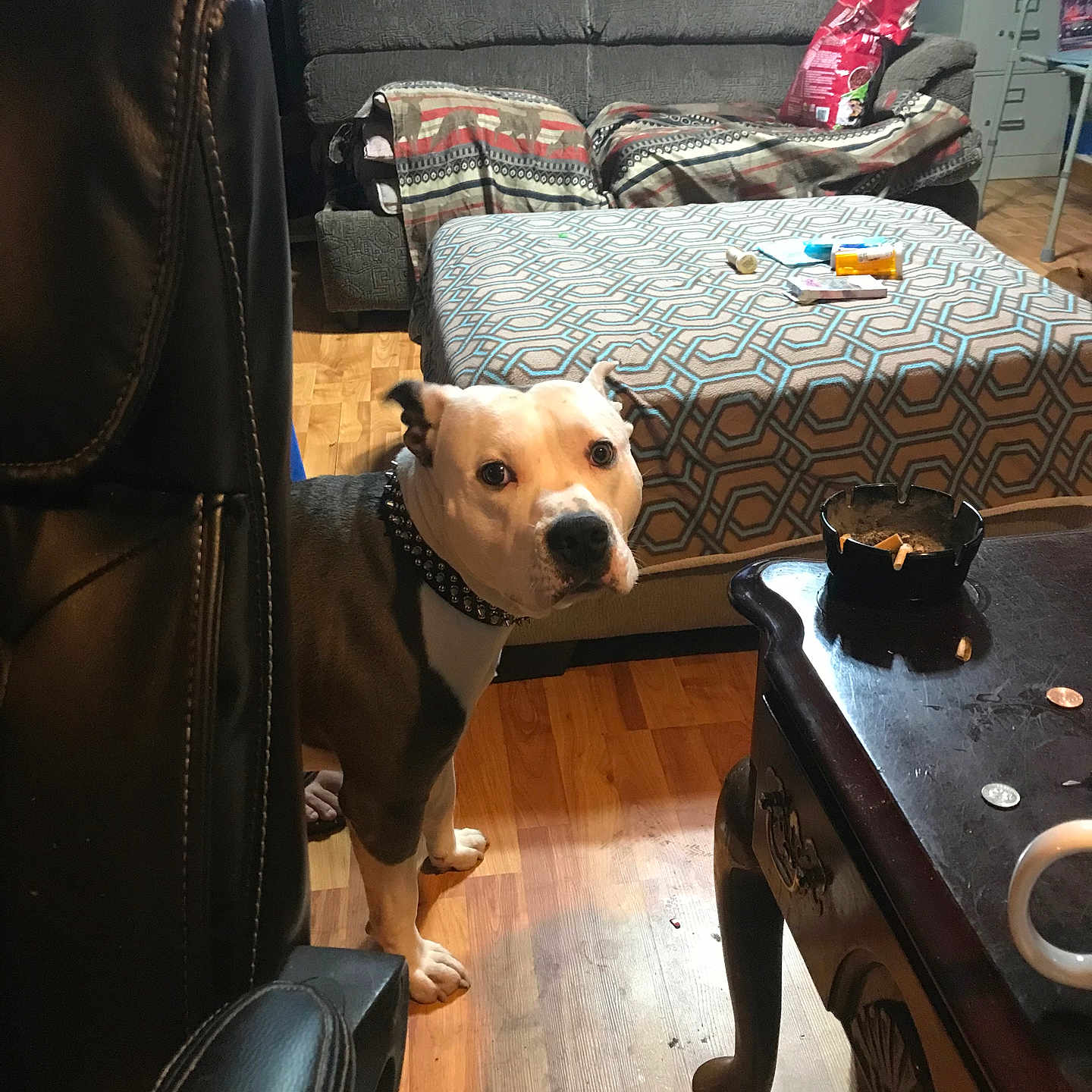 Tank is registered to the contest to win money with this photo: accessories, animal, architecture, bag, building, canine, chair, couch, cushion, dog, furniture, handbag, homedecor, indoors, interiordesign, livingroom, pet, puppy, room, wood