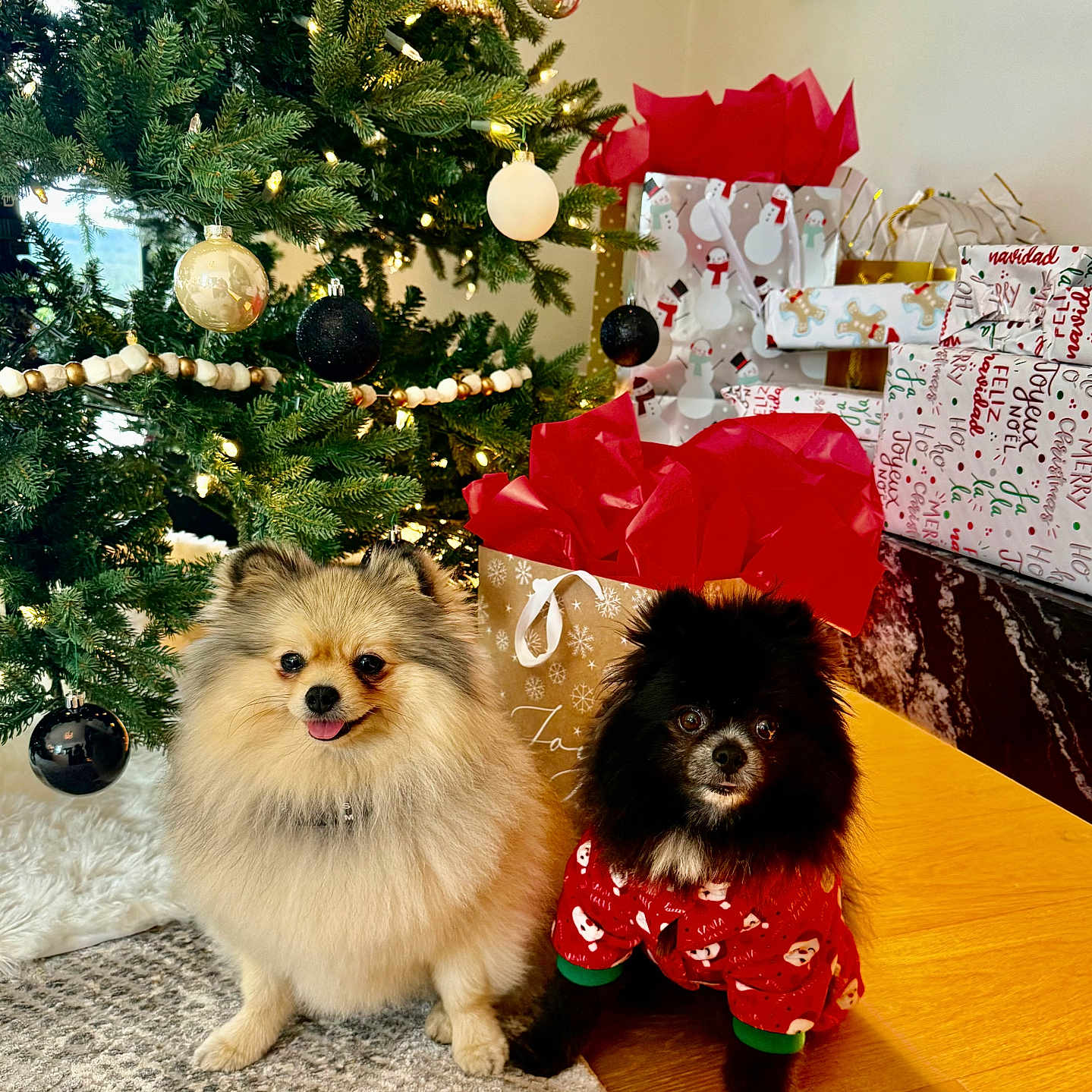 Stella And Luna is registered to the contest to win money with this photo: black_dog, carpet, christmas_lights, christmas_tree, cream_dog, cute, decorations, dog, festive, fluffy, gift_bags, holiday, holiday_gifts, holiday_spirit, indoor, ornaments, pet, pomeranian, sweater, wood_floor