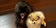 Stella And Luna is registered to the contest to win money with this photo: animal, black_dog, companion, cream_dog, cute, dog, domestic_animal, floor, fluffy, friendship, indoor, pet, playful, pomeranian, puppy, relaxed, small_dog, tongue_out, two_dogs, wooden_floor