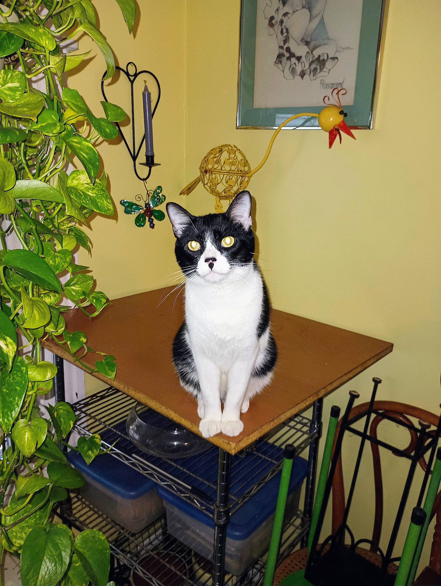 Onyx is registered to the contest to win money with this photo: art, carnivore, cat, chair, domestic_short_haired_cat, drawing, felidae, fur, illustration, paint, painting, picture_frame, plant, room, sitting, small_to_medium_sized_cats, table, tail, visual_arts, whiskers