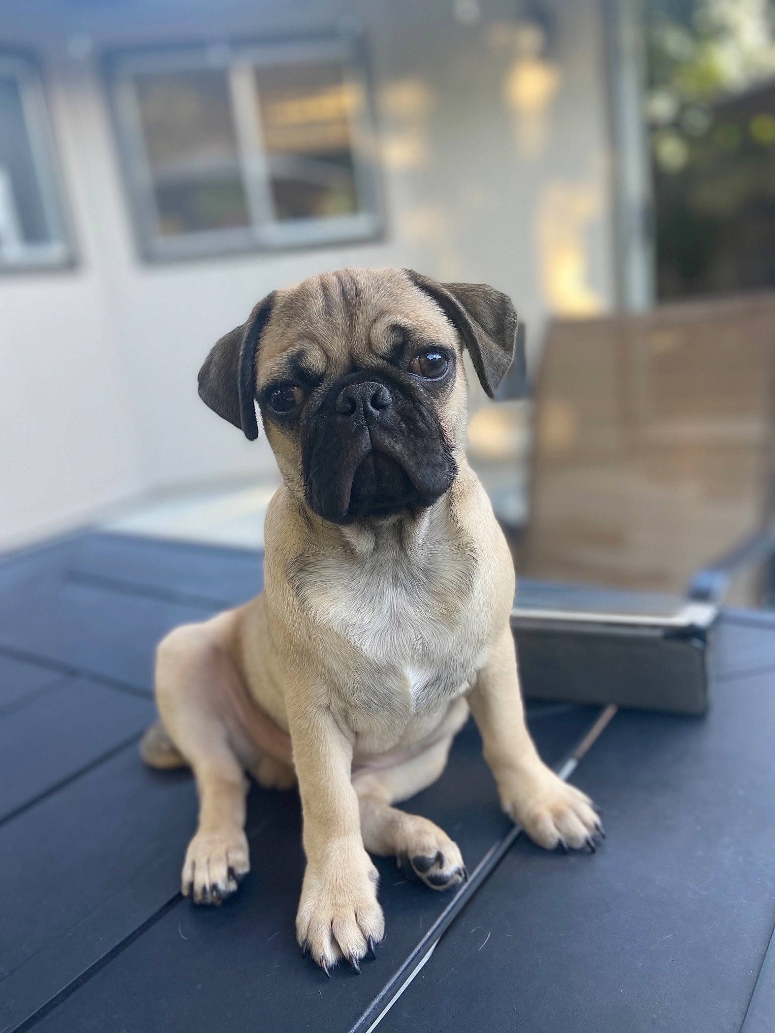 Bruno is registered to the contest to win money with this photo: canidae, carnivore, companion_dog, dog, dog_breed, fawn, fixture, floor, flooring, non_sporting_group, pug, puppy, snout, sporting_group, toy_dog, working_animal, working_dog, wrinkle