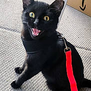 Midnight is registered to the contest to win money with this photo: black_cat, cat, pet, animal, indoor, carpet, harness, leash, red_leash, feline, wide_eyes, sitting, curious, alert, whiskers, ears, mouth_open, fur, domestic_cat, playful