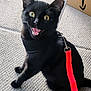 black_cat, cat, pet, animal, indoor, carpet, harness, leash, red_leash, feline, wide_eyes, sitting, curious, alert, whiskers, ears, mouth_open, fur, domestic_cat, playful