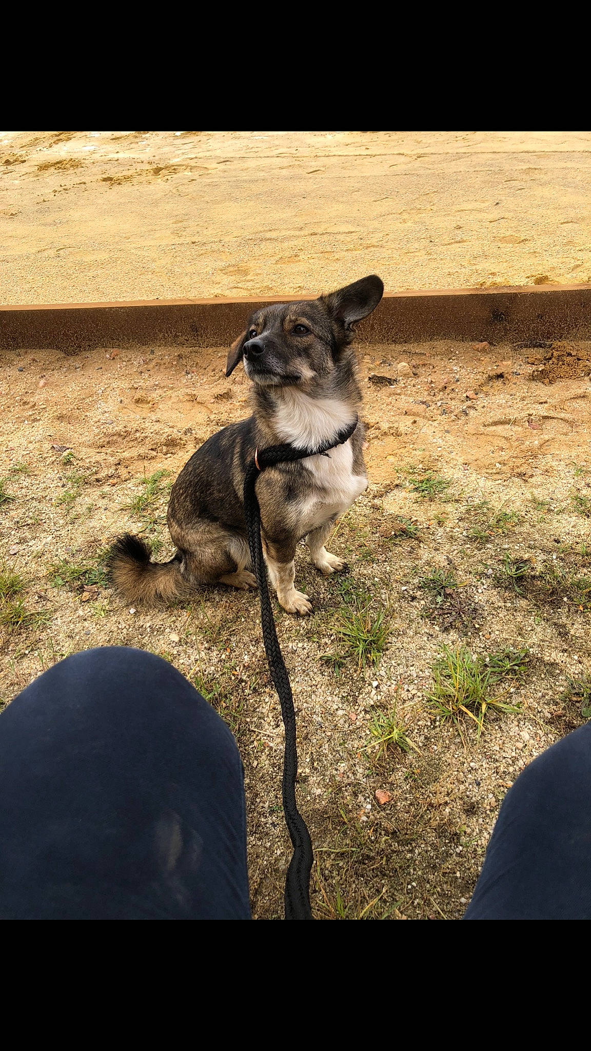 Diana participe au concours pour gagner de l'argent avec cette photo : canidae, carnivore, companion_dog, dog, dog_breed, grass, puppy, sporting_group