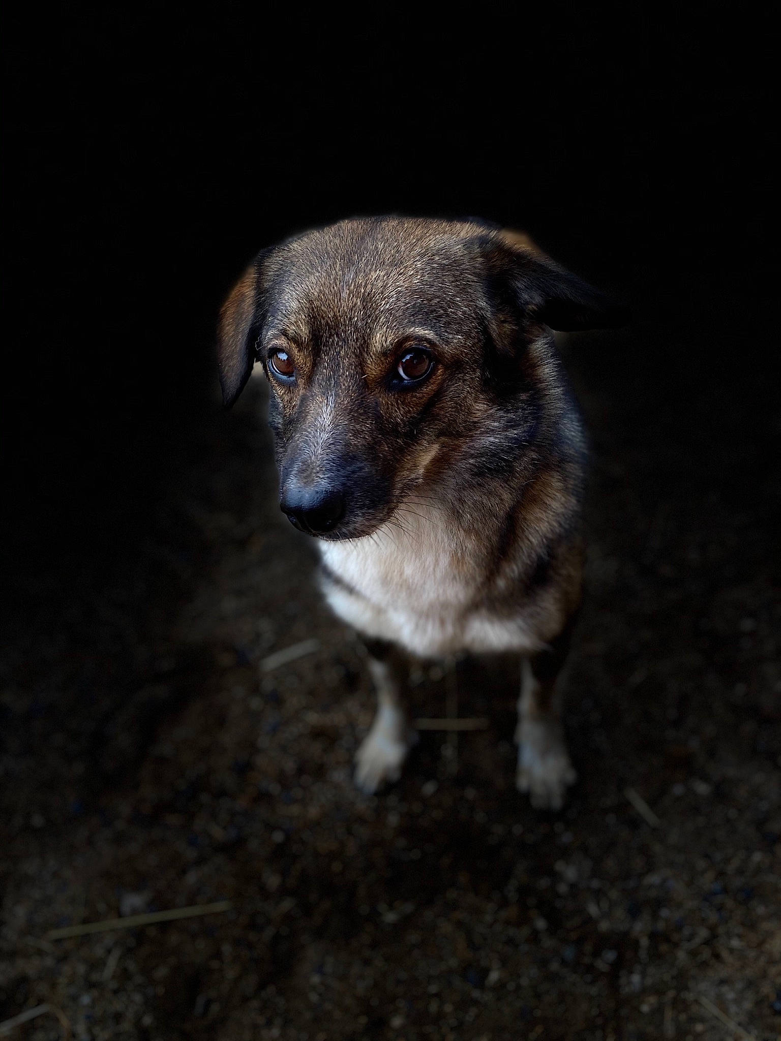 Diana participe au concours pour gagner de l'argent avec cette photo : canidae, carnivore, dog, dog_breed, eye, mammal, nose, photography, puppy, snout, sporting_group, street_dog, whiskers
