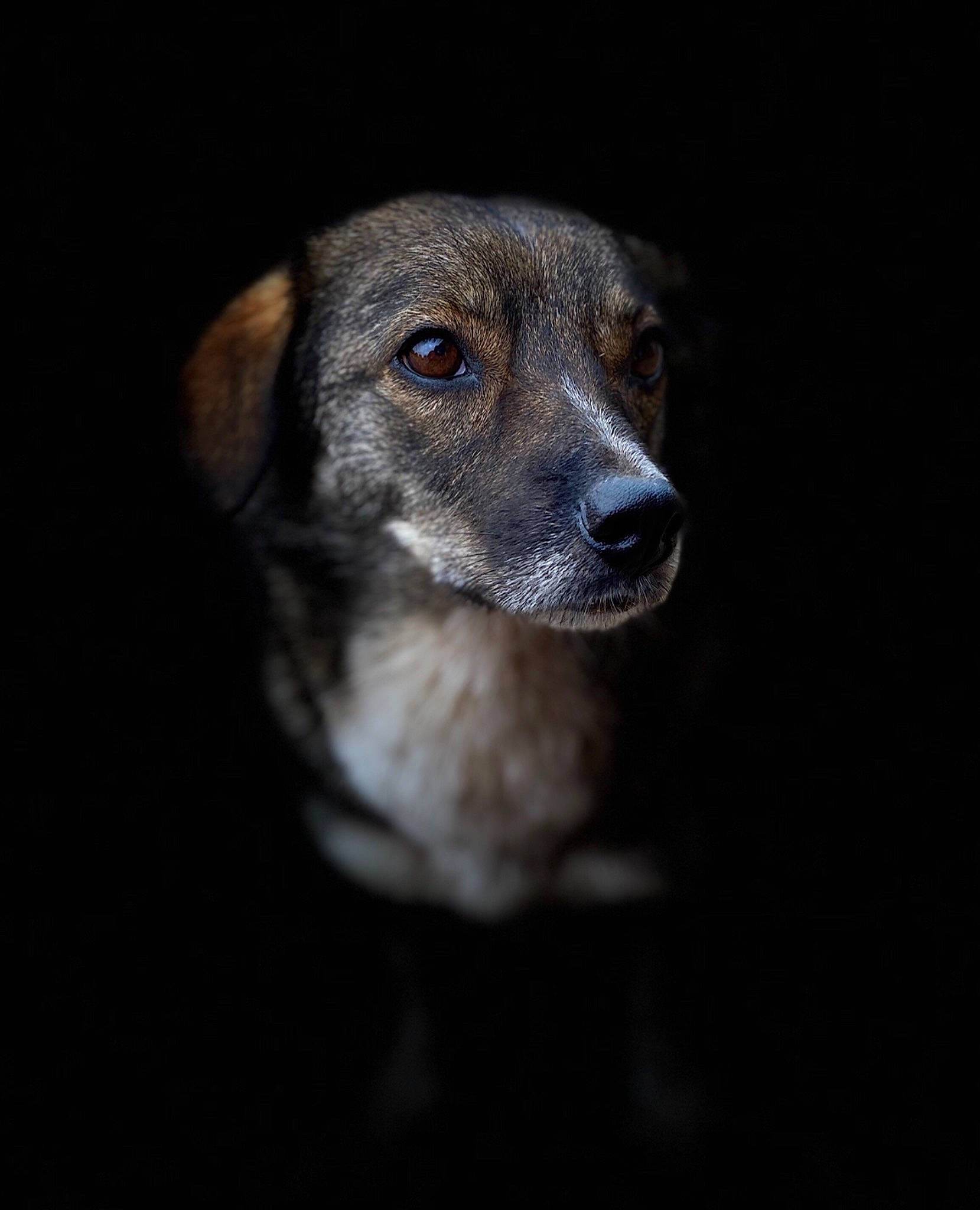 Diana a rejoint le concours — aidez-le/la à gagner de superbes lots ! canidae, carnivore, dog, dog_breed, eye, nose, puppy, rare_breed_dog, snout, sporting_group, street_dog, whiskers