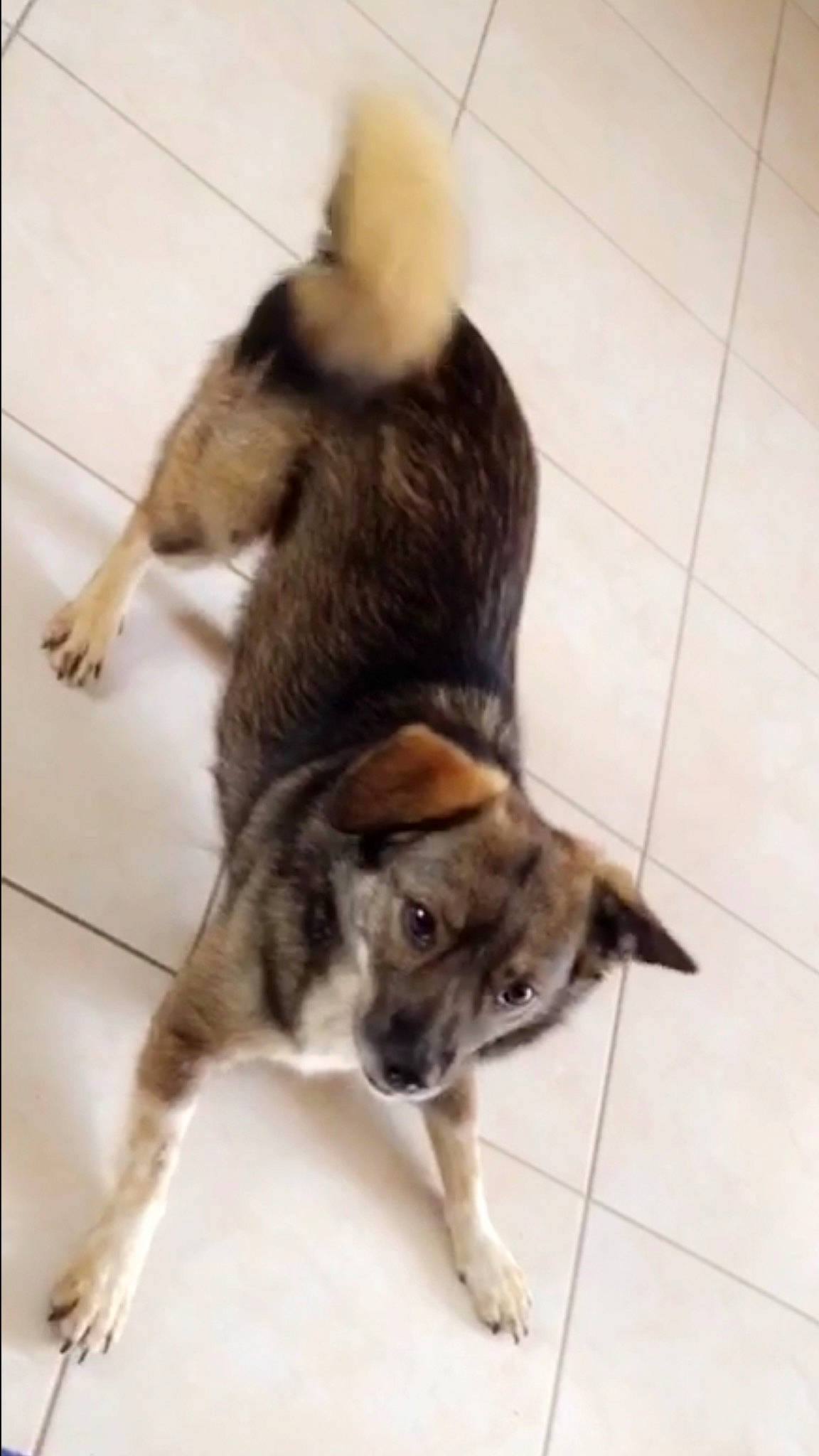 Diana participe au concours pour gagner de l'argent avec cette photo : akita, akita_inu, canidae, carnivore, dog, dog_breed, mammal, norwegian_elkhound, puppy, rare_breed_dog, shikoku, tail, vertebrate, wolfdog