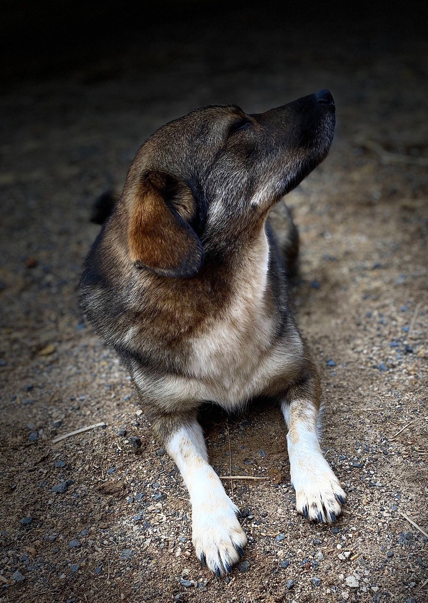Diana participe au concours pour gagner de l'argent avec cette photo : canidae, carnivore, dog, dog_breed, fur, norwegian_elkhound, nose, snout, street_dog, whiskers