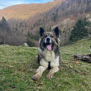 Volt a rejoint le concours — aidez-le/la à gagner de superbes lots ! dog, animal, outdoor, grass, mountain, sky, nature, canine, pet, happy, tongue_out, fur, landscape, tree, hill, daytime, relaxed, mammal, field, scenery