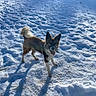 Volt a rejoint le concours — aidez-le/la à gagner de superbes lots ! dog, snow, outdoor, animal, pet, sunlight, shadow, winter, fur, canine, playful, nature, cold, daylight, mammal, standing, tongue_out, ears_up, happy, walking