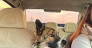 Volt participe au concours pour gagner de l'argent avec cette photo : animal, backseat, canine, car_interior, casual, companion, cozy, dog, driver, fur, gaze, headrest, looking, pet, road_trip, seat, sunset, travel, warm_light, window