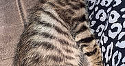 Aloha a rejoint le concours — aidez-le/la à gagner de superbes lots ! kitten, cat, sleeping, tabby, striped, fur, cozy, resting, cute, animal, pet, indoor, soft, patterned_cloth, close_up, small, young, domestic_cat, relaxed, adorable
