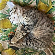 Aloha participe au concours pour gagner de l'argent avec cette photo : cat, kitten, sleeping, tabby, fur, animal, pet, cute, cozy, cushion, pattern, lemon, floral, indoor, resting, peaceful, striped, whiskers, paw, closeup