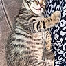 Aloha a rejoint le concours — aidez-le/la à gagner de superbes lots ! kitten, cat, sleeping, tabby, fur, pet, animal, cute, cozy, relaxed, patterned_fabric, nap, whiskers, paw, striped, feline, indoor, resting, adorable, young