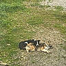 Devine participe au concours pour gagner de l'argent avec cette photo : dog, dogs, outdoor, grass, gravel, resting, sleeping, nature, animal, pet, canine, fur, relaxing, companionship, two_animals, peaceful, greenery, ground, laying, daytime
