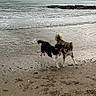 animal, beach, canine, cloudy_sky, coast, daytime, dog, fun, nature, outdoor, pets, playful, rocks, running, sand, sea, shore, water, waves, wet