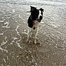 animal, beach, black_and_white, canine, cloudy_sky, coast, collar, dog, nature, ocean, outdoor, pet, playful, sand, sea_shells, shore, standing, water, waves, wet