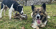 Devine participe au concours pour gagner de l'argent avec cette photo : dog, canine, animal, grass, outdoor, mountain, stone_cabin, nature, tree, sky, playful, tongue_out, chewing, pet, fur, ears, muzzle, resting, field, rural