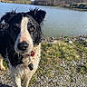 animal, canine, closeup, collar, curious, daylight, dog, fur, grass, gravel, hills, lake, landscape, nature, outdoor, pet, sky, trees, water, wet_dog