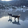 Devine participe au concours pour gagner de l'argent avec cette photo : dog, ice, frozen_lake, mountain, snow, reflection, outdoor, nature, winter, animal, landscape, cold, sky, water, wildlife, scenic, playful, daylight, adventure, canine