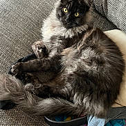 Thao a rejoint le concours — aidez-le/la à gagner de superbes lots ! cat, fluffy, gray_cat, yellow_eyes, couch, fabric, belt, indoor, pet, relaxed, cozy, fur, whiskers, animal, domestic_animal, laying, close_up, furniture, home, resting