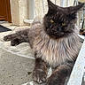 cat, long_hair, animal, pet, porch, stone_floor, feline, relaxed, resting, outdoor, whiskers, yellow_eyes, ears, fur, paw, close_up, texture, grumpy_expression, railing, wall