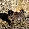 cat, fluffy, black_cat, outdoor, sunlight, shadow, concrete, wall, tail, curled_tail, walking, feline, pet, animal, yellow_eyes, texture, nature, alone, daylight, quiet