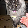 cat, fluffy, tongue, spoon, food, hand, yellow_eyes, indoor, curious, mischievous, table, kitchen, tile_floor, pet, feline, closeup, domestic_animal, animal, fur, whiskers