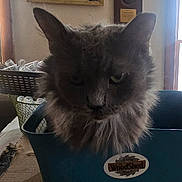 Baby D joined the competition — help win amazing prizes! angora, animal, architecture, basket, box, building, cat, electronics, furniture, indoors, kitten, livingroom, manx, person, pet, plant, pottedplant, room, screen, speaker