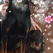 Tyson Et Sacha participe au concours pour gagner de l'argent avec cette photo : dog, pet, indoor, floor, hand, black_dog, small_dog, sparkles, heart, flower, tile_floor, furry, cute, animal, companion, friendship, sitting, cozy, paw, domestic