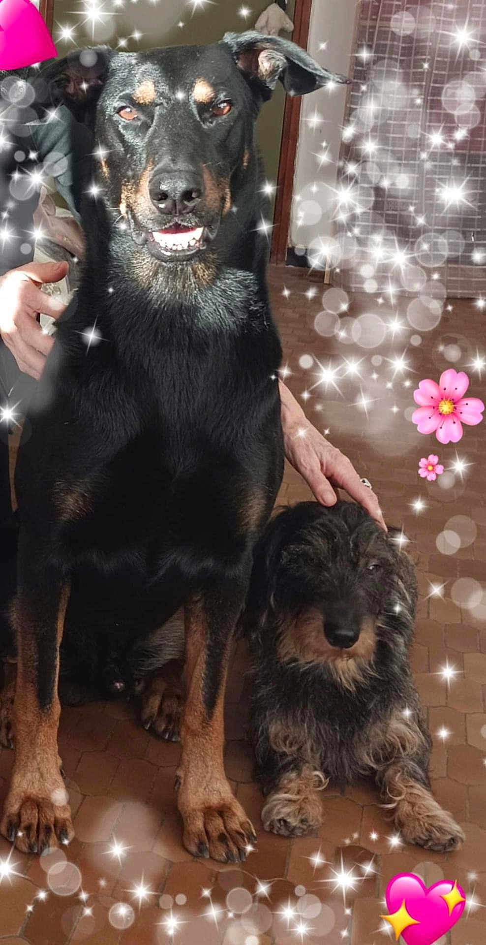 Tyson Et Sacha participe au concours pour gagner de l'argent avec cette photo : dog, pet, indoor, floor, hand, black_dog, small_dog, sparkles, heart, flower, tile_floor, furry, cute, animal, companion, friendship, sitting, cozy, paw, domestic