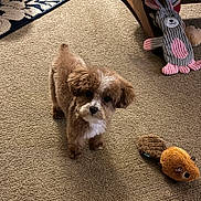 Colt joined the competition — help win amazing prizes! animal, brown, carpet, cozy, cute, dog, ears, floor, fur, home, indoor, looking_up, pet, playful, plush_toy, puppy, small_dog, stuffed_animal, toy, white