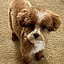Colt is registered to the contest to win money with this photo: adorable, animal, brown_dog, canine, carpet, companion, cute, dog, domestic_animal, ears, fluffy, fur, indoor, looking, pet, portrait, puppy, small_dog, standing, white_patch