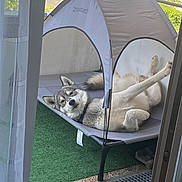 Rock a rejoint le concours — aidez-le/la à gagner de superbes lots ! animal, artificial_grass, balcony, canopy, cute, dog, domestic, fluffy, fur, greenery, home, husky, metal_frame, outdoor, pet_bed, relaxed, resting, sunlight, upside_down, window