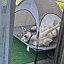 animal, artificial_grass, balcony, canopy, cute, dog, domestic, fluffy, fur, greenery, home, husky, metal_frame, outdoor, pet_bed, relaxed, resting, sunlight, upside_down, window