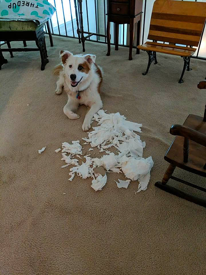 Quincy is registered to the contest to win money with this photo: canidae, carnivore, companion_dog, dog, dog_breed, floor, flooring, pembroke_welsh_corgi, thai_bangkaew_dog, welsh_corgi