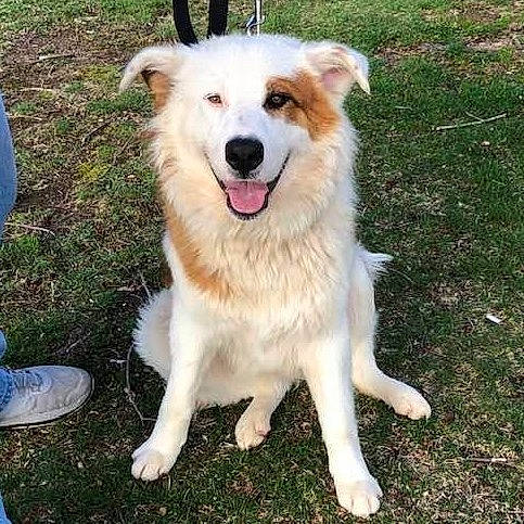 Quincy is registered to the contest to win money with this photo: aidi, ancient_dog_breeds, australian_collie, australian_shepherd, border_collie, canidae, carnivore, companion_dog, dog, dog_breed, fawn, mammal, rare_breed_dog, sporting_group, vertebrate, welsh_sheepdog