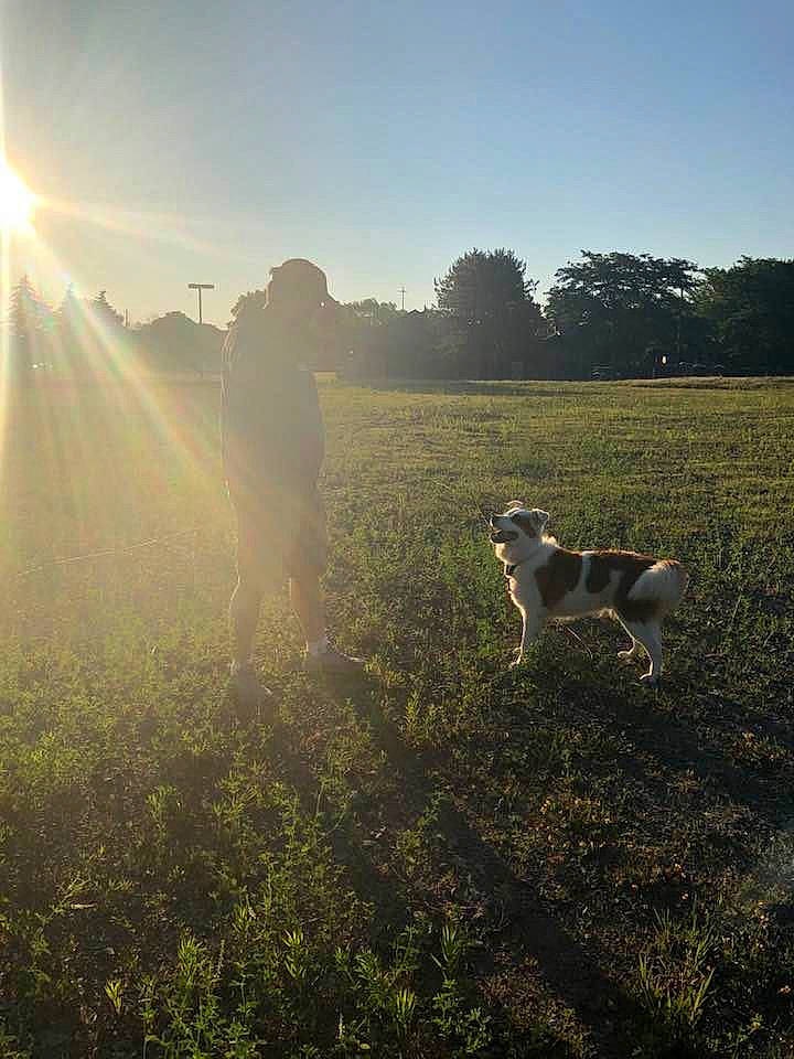 Quincy joined the competition — help win amazing prizes! atmosphere, atmospheric_phenomenon, canidae, cloud, dog, fawn, field, grass, light, meadow, meteorological_phenomenon, morning, nature, pasture, rural_area, sky, sporting_group, sun, sunlight, tree