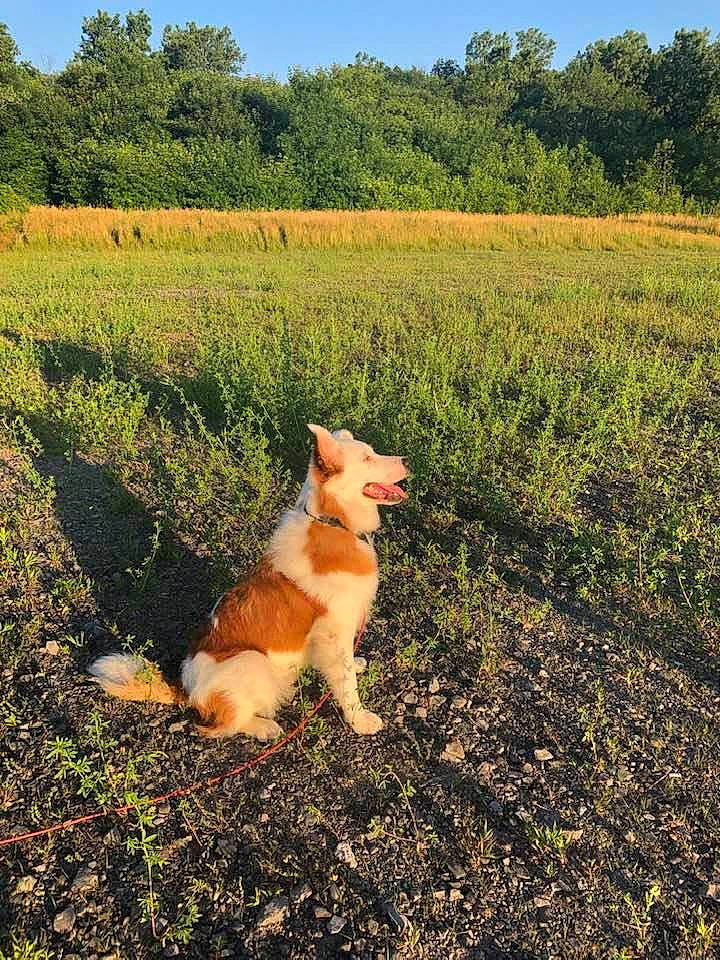 Quincy joined the competition — help win amazing prizes! akita, canidae, carnivore, companion_dog, dog, dog_breed, fawn, finnish_spitz, grass, icelandic_sheepdog, mammal, non_sporting_group, pomeranian, shiba_inu, sky, spitz, sporting_group, walking, welsh_corgi, working_dog