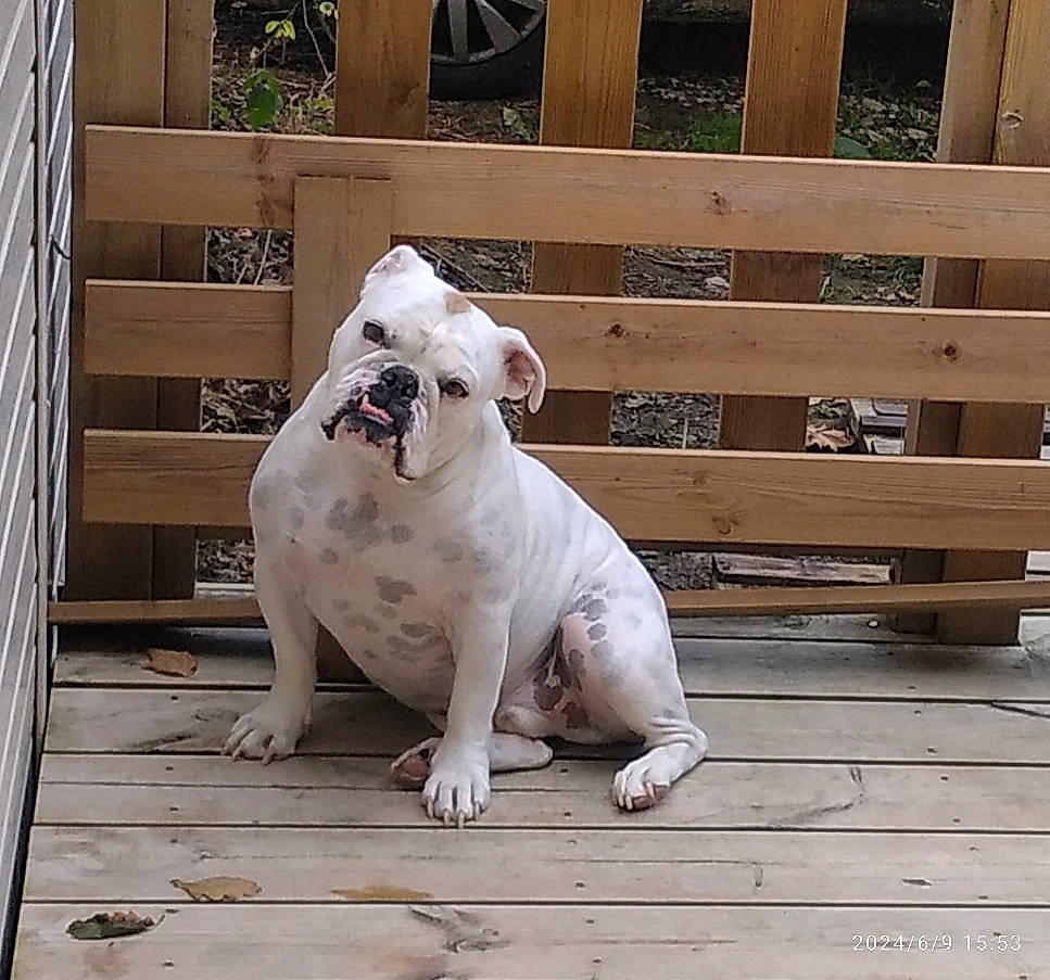 Tyron participe au concours pour gagner de l'argent avec cette photo : animal, architecture, boxer, building, bulldog, canine, deck, dog, house, housing, indoors, interiordesign, machine, pet, pitbull, plywood, porch, puppy, wheel, wood