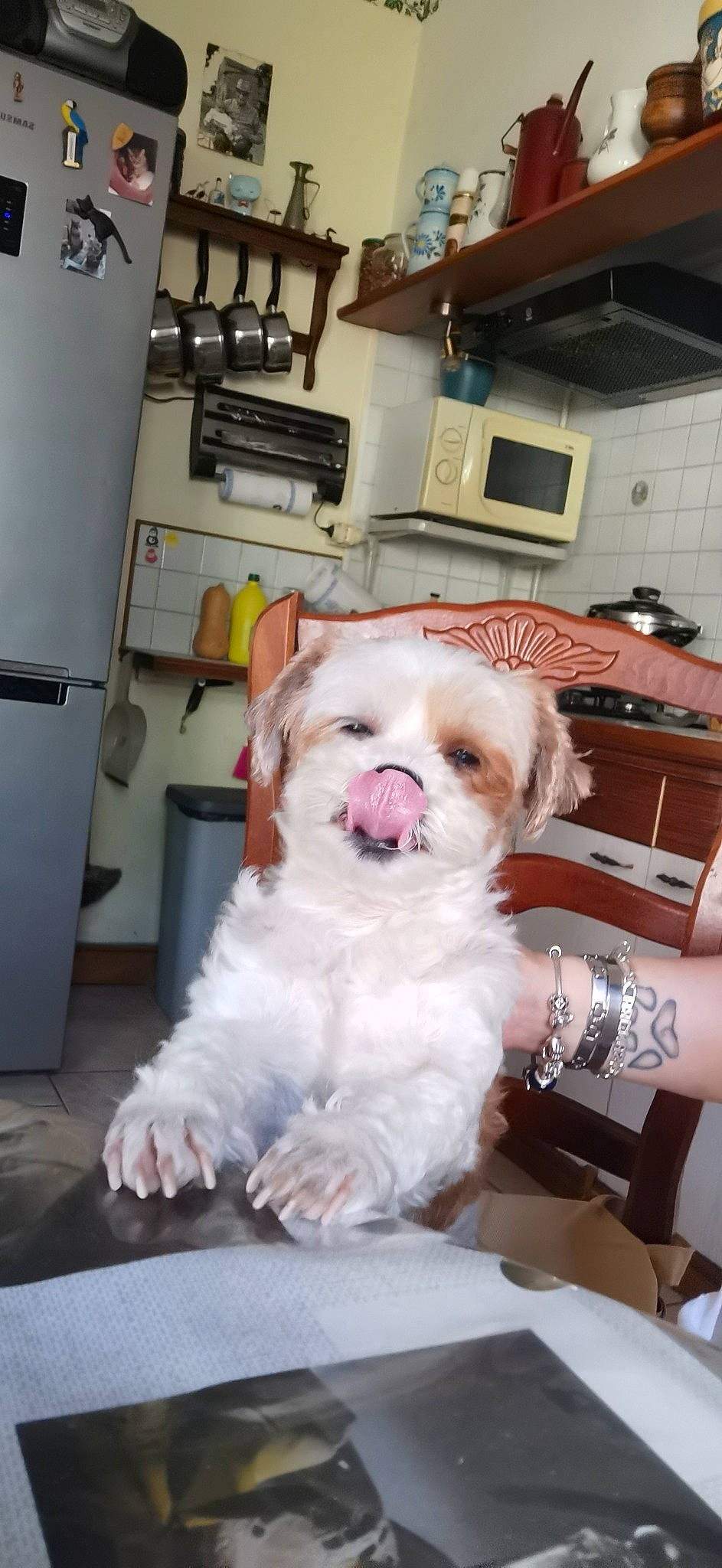 Cachou participe au concours pour gagner de l'argent avec cette photo : bichon, carnivore, chair, companion_dog, dog, dog_breed, dog_supply, fawn, flooring, fur, home_appliance, maltepoo, picture_frame, puppy_love, room, small_terrier, terrier, toy_dog, whiskers, working_animal