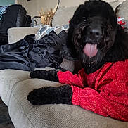 Lila joined the competition — help win amazing prizes! black_dog, black_fur, blanket, clothing, couch, curly_fur, cute, dog, fluffy, furniture, happy, home, indoor, living_room, pet, playful, portrait, red_sweater, sitting, tongue_out