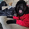 black_dog, black_fur, blanket, clothing, couch, curly_fur, cute, dog, fluffy, furniture, happy, home, indoor, living_room, pet, playful, portrait, red_sweater, sitting, tongue_out