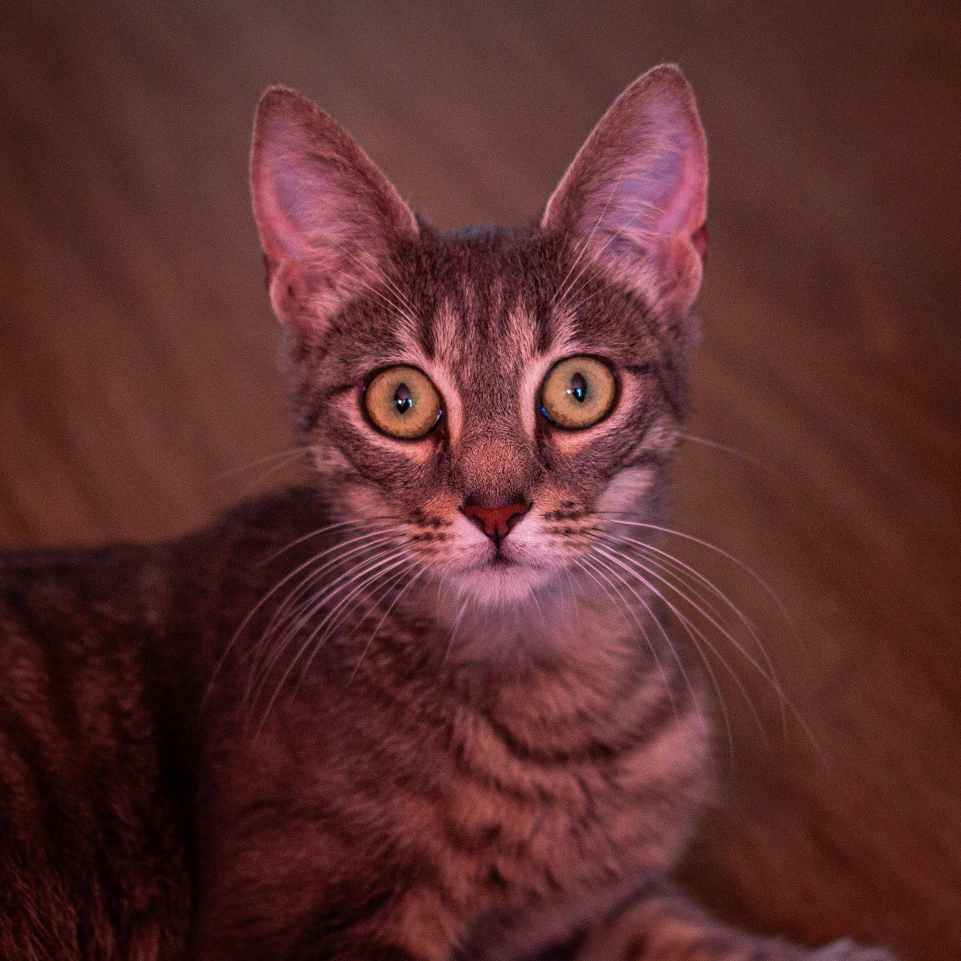 Minou participe au concours pour gagner de l'argent avec cette photo : cat, tabby, animal, pet, whiskers, ears, fur, closeup, portrait, indoor, wide_eyes, curious, mammal, feline, cute, young, looking, face, alert, domestic