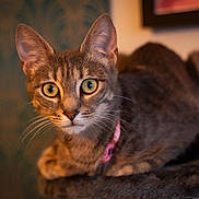 Minou participe au concours pour gagner de l'argent avec cette photo : cat, tabby, pet, animal, feline, whiskers, fur, collar, indoor, closeup, portrait, curious, eyes, resting, soft, focus, cute, domestic, mammal, relaxed
