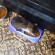 Mouth is registered to the contest to win money with this photo: cat, food_bowl, kibble, floor, tile_floor, patterned_floor, indoor, pet, feeding, purple_bowl, brown_cat, furry, animal, meal_time, metal_bowl, scattered_food, home, furniture, brown, close_up