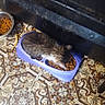 cat, food_bowl, kibble, floor, tile_floor, patterned_floor, indoor, pet, feeding, purple_bowl, brown_cat, furry, animal, meal_time, metal_bowl, scattered_food, home, furniture, brown, close_up